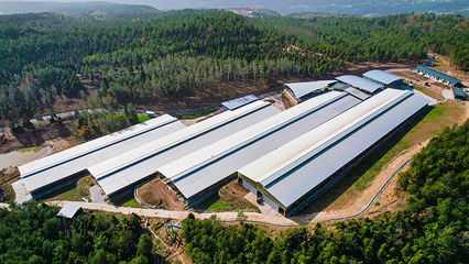 绿色引擎驱动乡村蝶变——昭化区探索生态材料销售与乡村振兴融合新路径